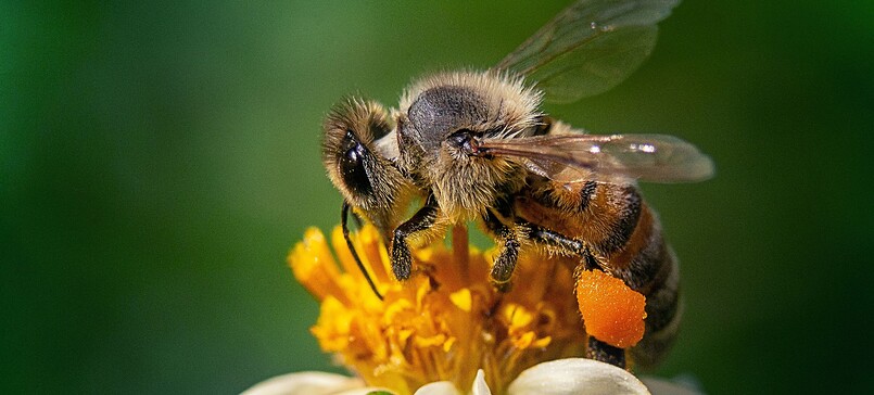 Imkerei Familie Kolbe