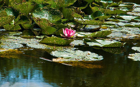 Seerosen, Foto: Sandra Ziesig