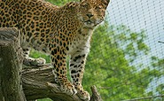 China Leopard San, Foto: Stefanie Jürß, Lizenz: Zoo Hoyerswerda