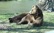Europäischer Braunbär, Foto: Stefanie Jürß, Lizenz: Zoo Hoyerswerda