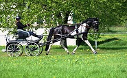 Pferde Schörfke - Lewitzer und Pintozucht, Foto: Eckhard Schörfke