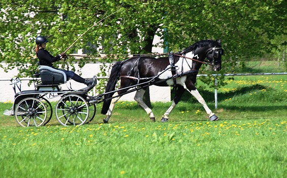 Pferde Schörfke - Lewitzer und Pintozucht, Foto: Eckhard Schörfke