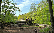 umgestürzte Silkebuche in der Schorfheide, Foto: Anke Bielig, Lizenz: Gemeinde Schorfheide