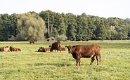 Cows on the track, Foto: Museumsverband des Landes Brandenburg e.V.