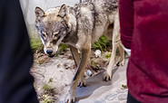 Der Wolf, ein scheuer Rückkehrer, , Foto: D. Marschalsky