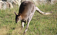Känguru, Foto: Tierpark Herzberg, Lizenz: Tierpark Herzberg