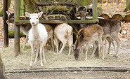 Damwild im Tierpark, Foto: Tierpark Herzberg, Lizenz: Tierpark Herzberg