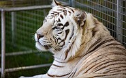 Willes Welt - weißer Tiger, Foto: Andreas Prinz