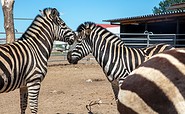 Willes Welt - Zebras, Foto: Andreas Prinz