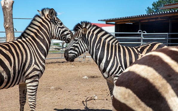 Willes Welt - Zebras, Foto: Andreas Prinz