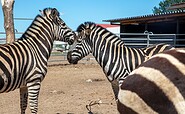 Willes Welt -zebra, Foto: Andreas Prinz