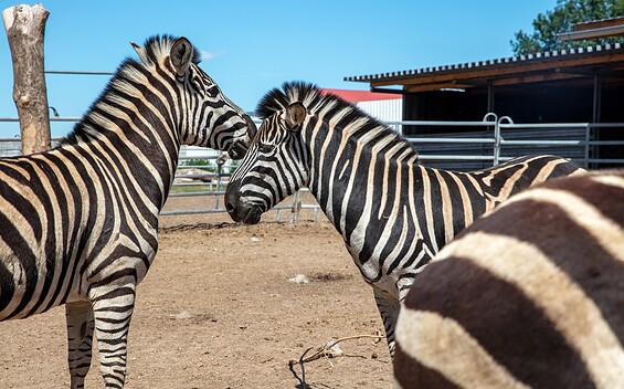 Willes Welt -zebra, Foto: Andreas Prinz