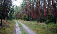 Wald © TV Havelland e.V.