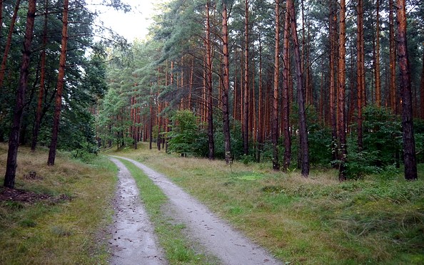 Wald © TV Havelland e.V.