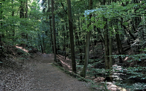 Wunderschöne Waldwege, Foto: Jannika Olesch, Lizenz: Tourismusverband Ruppiner Seenland e.V.