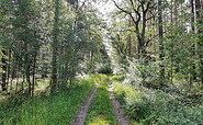 Waldweg, Foto: Olaf Wolff, Lizenz: Naturpark Stechlin-Ruppiner Land
