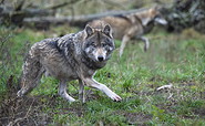 TH Wolf, Foto: Thomas Hennig, Lizenz: Wildpark Schorfheide