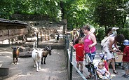 Das Streichelgehege mit Ziegen ist besonders bei jungen Besuchern beliebt, Foto: Tierpark Senftenberg