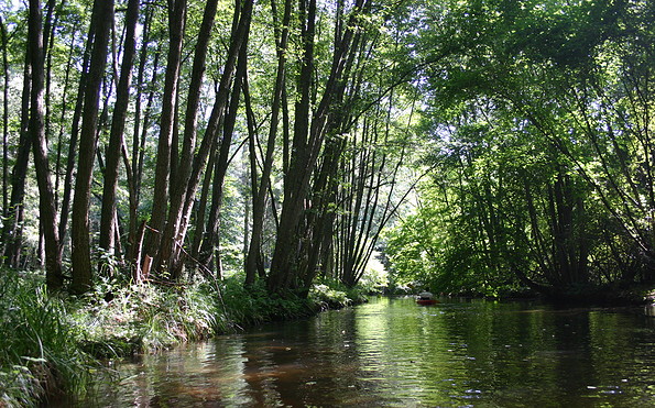 Dichter Wald am Ufer des Rhins, Foto: Madlen Wetzel, Lizenz: Tourismusverband Ruppiner Seenland e. V.