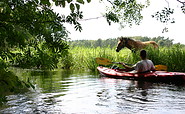 Pferd am Ufer des Rhins, Foto: Madlen Wetzel, Lizenz: Tourismusverband Ruppiner Seenland e. V.