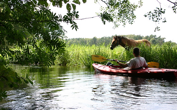 Pferd am Ufer des Rhins, Foto: Madlen Wetzel, Lizenz: Tourismusverband Ruppiner Seenland e. V.