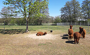 Alpakas auf der Weide, Foto: Patrick Zetzmann, Lizenz: Patrick Zetzmann