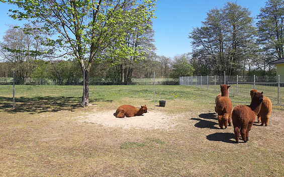 Alpakas auf der Weide, Foto: Patrick Zetzmann, Lizenz: Patrick Zetzmann
