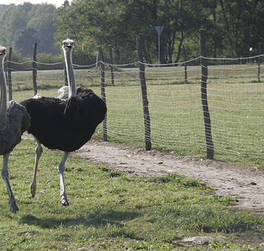 Straußenhof Kagel (ostriches)