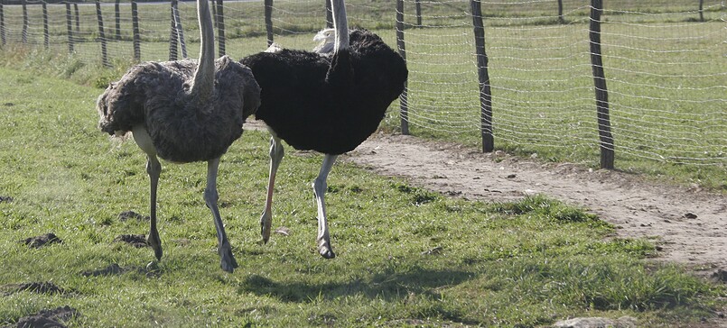 Straußenhof Kagel (ostriches)