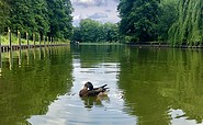 Ente auf der Müritz-Havel-Wasserstraße bei Diemitz, Foto: Itta Olaj, Lizenz: Tourismusverband Ruppiner Seenland