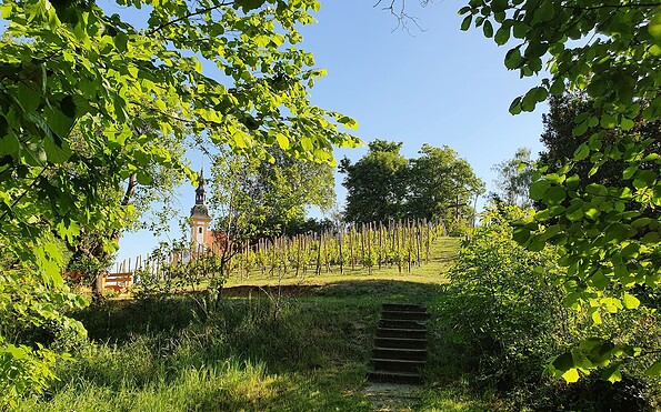 Neuzell vineyard, Foto: Marie Kessler, Lizenz: Seenland ODer-Spree