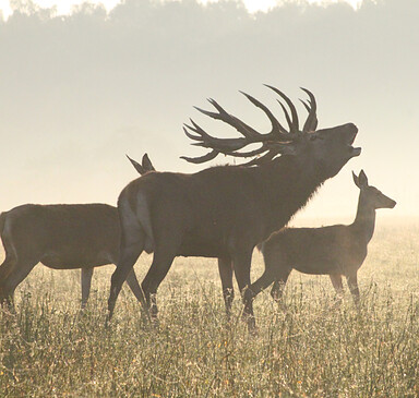 Hofladen auf dem Gut Hirschaue (deer and pigs)