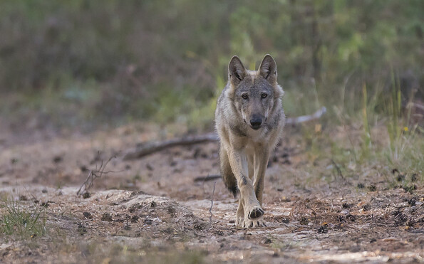 Wolfswelpe, Foto: Steffen Heiber, Lizenz: Steffen Heiber
