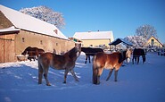 Reitpension am Wiesengrund, Pferdchen im Schnee, Foto: Martin Grunwald