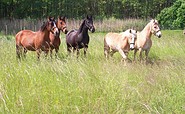 Reitpension am Wiesengrund , Foto: Martin Grunwald