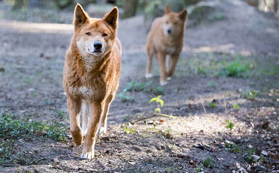 Tierpark Perleberg , Foto: Guido Michitsch, Lizenz: Tourismusverband Prignitz e.V.