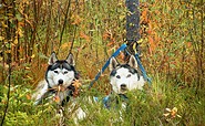 Husky-Wanderung im Herbst, Foto: Sabine Kühn, Lizenz: Freizeit- und Tourismusservice