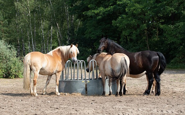 Pferde des Reiterhofs Terra Nova, Foto: Kathrin Winkler, Lizenz: Tourismusverband Lausitzer Seenland e.V.