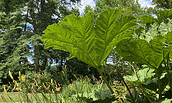 Mammutblatt im Forstbotanischen Garten Eberswalde, Foto: Matthias Schäfer, Lizenz: TMB-Fotoarchiv