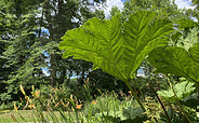 Mammutblatt im Forstbotanischen Garten Eberswalde, Foto: Matthias Schäfer, Lizenz: TMB-Fotoarchiv