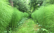 Riesenschachtelhalme im Forstbotanischer Garten Eberswalde, Foto: Matthias Schäfer, Lizenz: TMB-Fotoarchiv