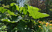 Mammutblatt im Forstbotanischen Garten Eberswalde, Foto: Matthias Schäfer, Lizenz: TMB-Fotoarchiv