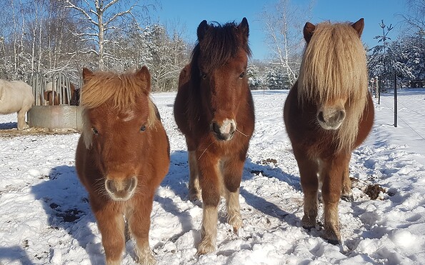 Ponys vom Reiterhof Terra Nova in der Winterlandschaft , Foto: Fanny Nevoigt, Lizenz: Terra Nova