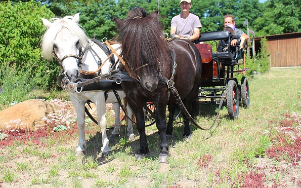 Carriage ride around the equestrian farm, Foto: Fanny Nevoigt, Lizenz: Terra Nova