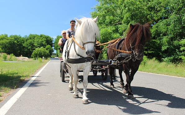 Carriage ride around the equestrian farm, Foto: Fanny Nevoigt, Lizenz: Terra Nova