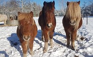 Ponies in the winter landscape, Foto: Fanny Nevoigt, Lizenz: Terra Nova