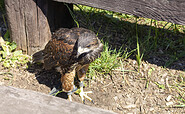 Greifvogel im Falkenhof, Foto: Sophie Soike, Lizenz: PMSG