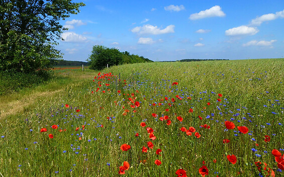 Auf dem Buttersteig in der Senziger Heide, Foto: Juliane Frank, Lizenz: Tourismusverband Dahme-Seenland e.V.