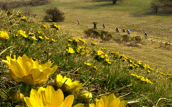 Adonisröschen, Oderhänge bei Lebus, Foto Johann Müller