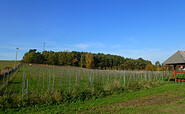 Bestensee vineyard, Foto: Petra Förster, Lizenz: Tourismusverband Dahme-Seenland e.V.